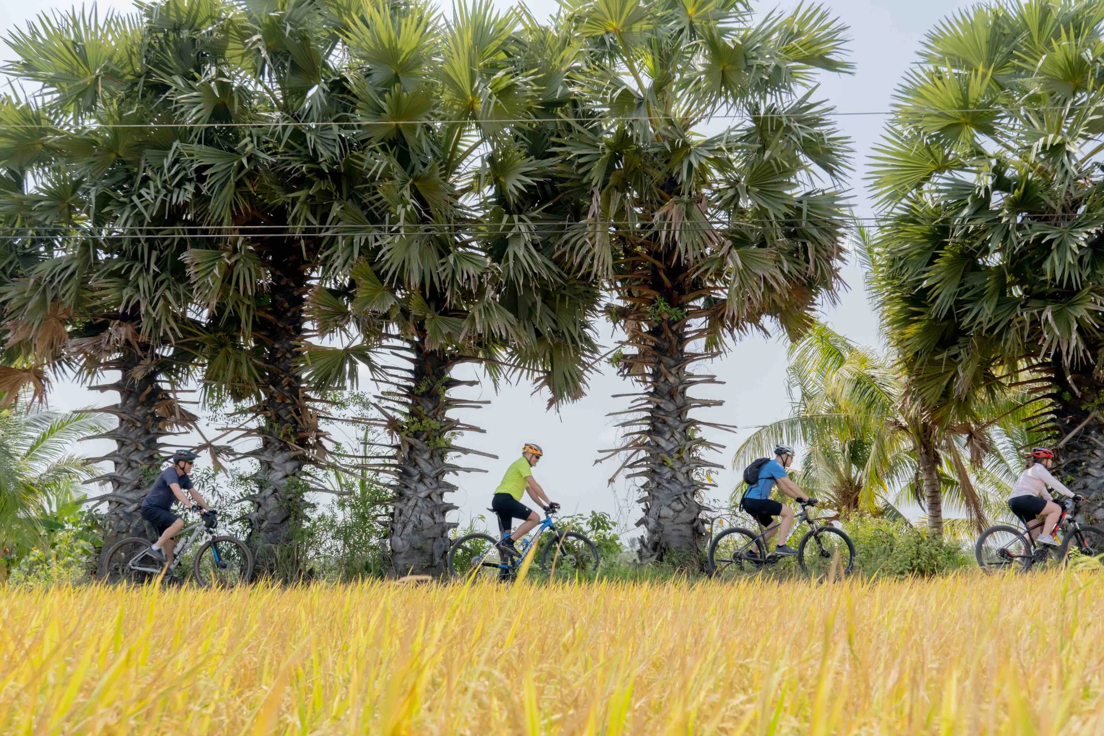 Rice Paddies Is What Makes Mekong Delta Very Astonishing To The World And Cyclists, Mr Biker Saigon